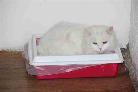 Cat Laying In Litter Box What Are They Thinking Kitty Insight