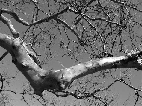 Tree Branch Free Stock Photo Public Domain Pictures