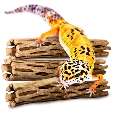 Lizard Gecko Ubicaciondepersonas Cdmx Gob Mx