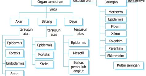 Nah, pada artikel ini, anda bisa lebih memahami tentang peta konsep. BIOLOGI SMA: Peta Konsep Jaringan Tumbuhan