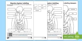 digestive system labeling worksheet science resource twinkl