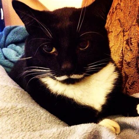 Tuxedo Cat With Mustache