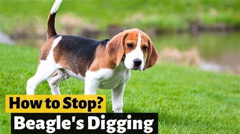 How To Completely Stop Beagles Digging Behavior Youtube