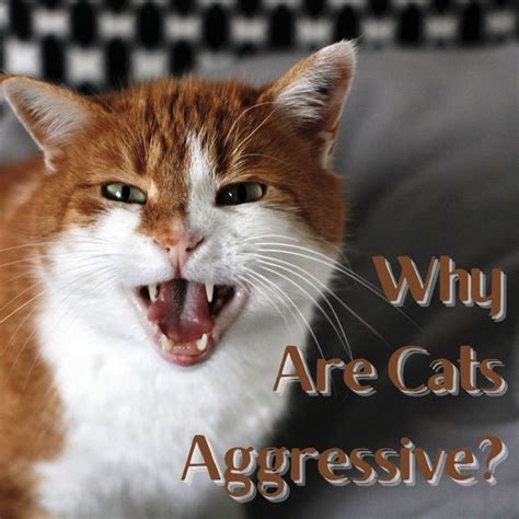 Why Are Cats Aggressive Pethelpful