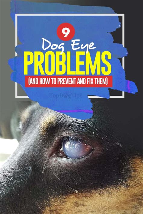 9 Most Common Dog Eye Problems How To Prevent And Treat Them