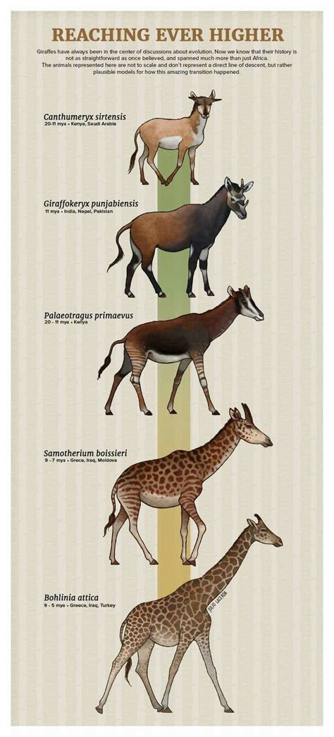 Life Stages Of A Giraffe
