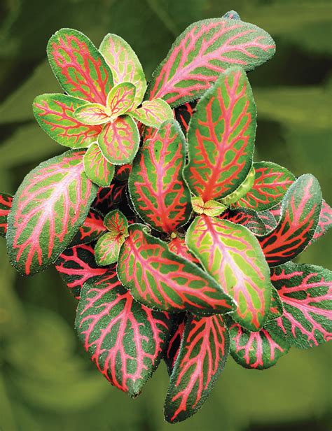 Check spelling or type a new query. Fittonia Flammule - Tesselaar