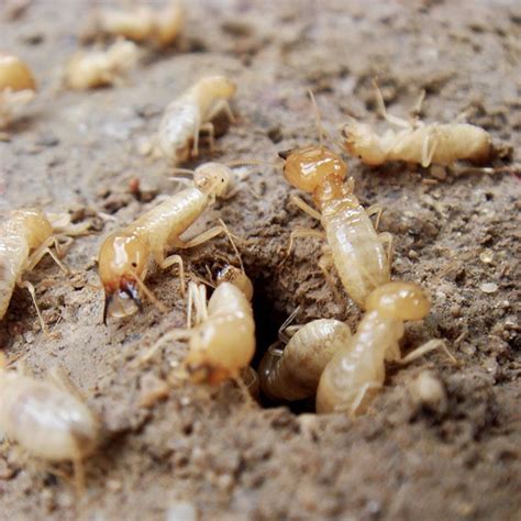 Termite control experts at viking pest explain drywood termites are similar to dampwood termites in that they also don't have workers, however, they exterminators at viking pest explain termites that live underground, or subterranean termites can come in your nj, pa, md, or de home or business. Termites Pest Control | Guardian Pest Management | Pest ...