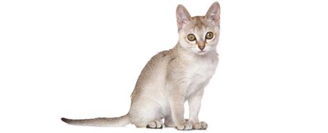Singapura Cat Breed Profile | Petfinder