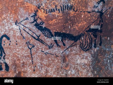Auroch Cave Painting Hi Res Stock Photography And Images Alamy