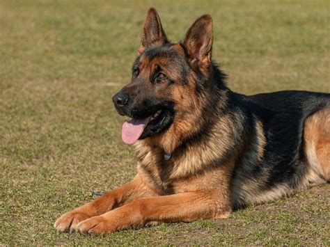 Tips For German Shepherd Dog Training Pethelpful By