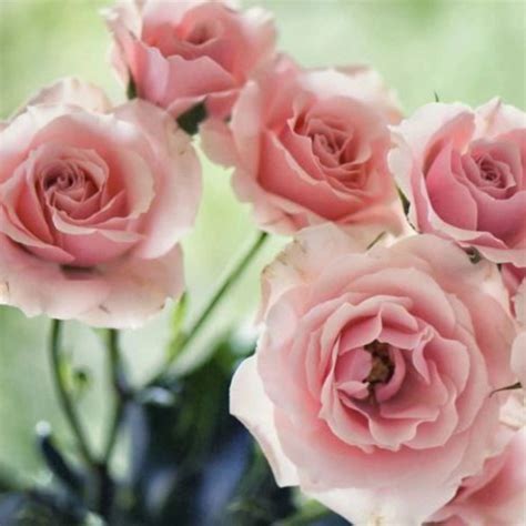 Pink Majolika Spray Roses Florabundance Wholesale Flowers