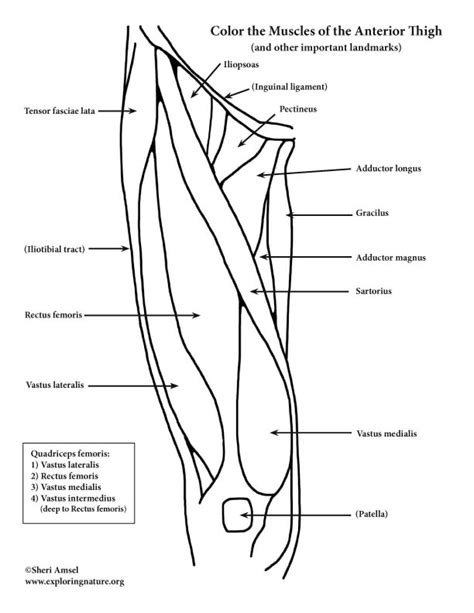 Muscles Of The Thigh Anterior Coloring Page