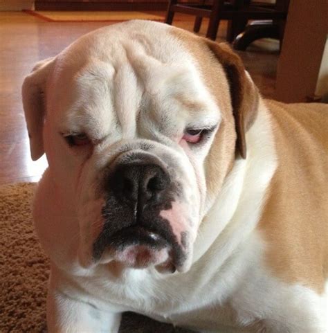 23 Grumpy Dogs That Are Not Talking To You Any More