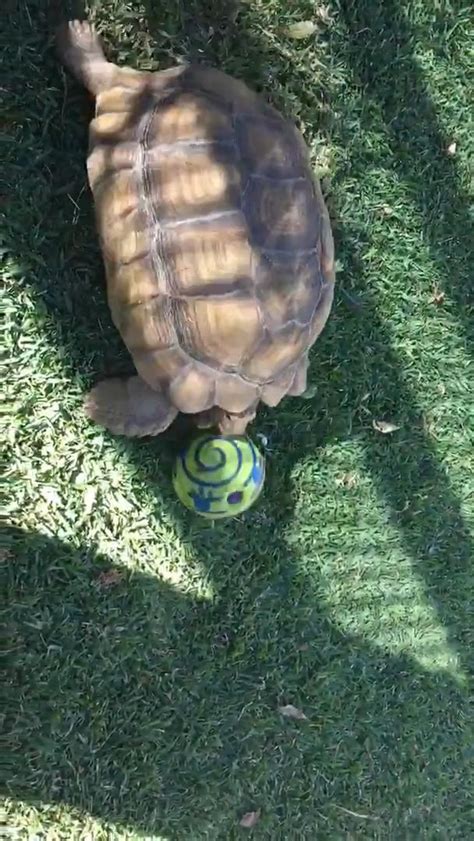 Turtle Enjoys Playing With Ball In Backyard Jukin Licensing