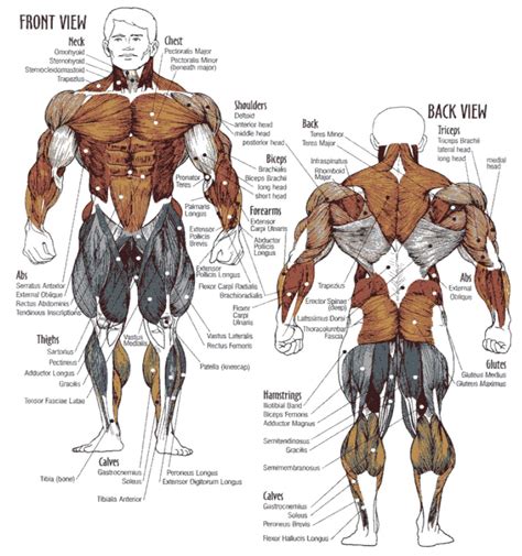 full body muscle building workout total beaxst athlean x mecas engineering