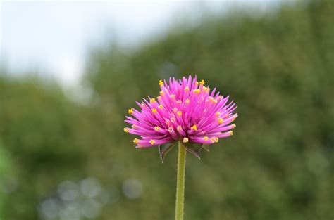 Check spelling or type a new query. green, Pink, Flowers, Pink Flowers Wallpapers HD / Desktop ...