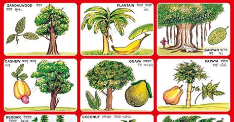 Spectrum Educational Charts Chart 102 Fruits And Trees