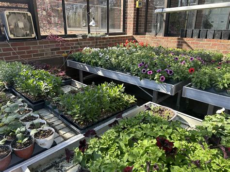 Opinion: Finding Your Leafy Soulmate – The Albion College Pleiad Online