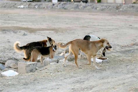 تفاصيل مؤلمة كلاب ضالة تنهش أجساد 9 أطفال صور صوت الضفتين