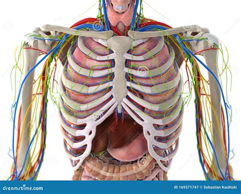 The Thorax Anatomy Stock Illustration Illustration Of Nerves 169371747