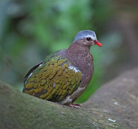 Pictures and information on Common Emerald Dove