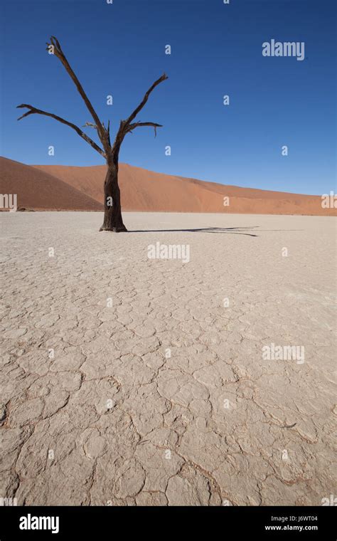 Tree Desert Wasteland Namibia Dry Dried Up Barren Sands Sand Red Blue