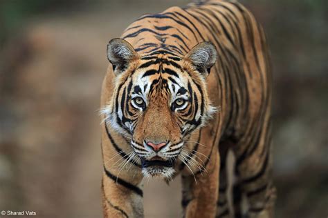 Best Tiger Safari Parks In India 2022 Best Tiger Reserves