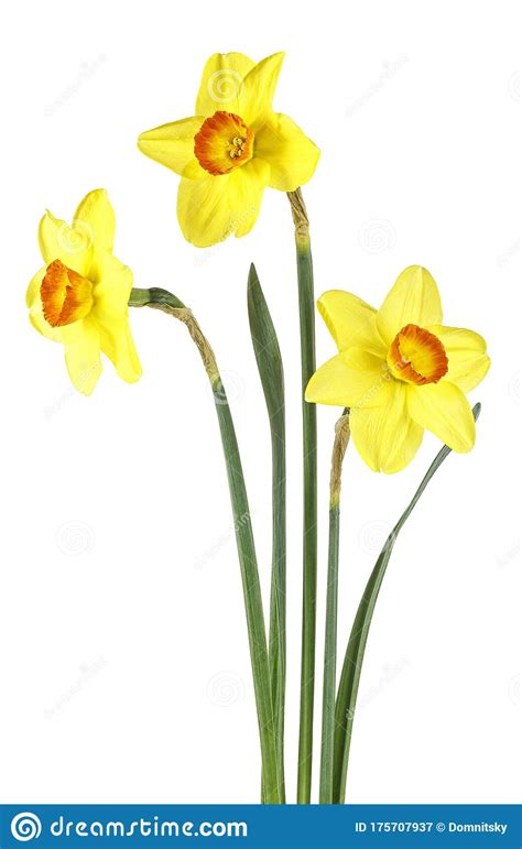 Narcissus Flowers Isolated On White Background Stock Image Image Of