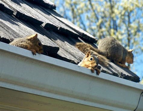 Get Rid Of Squirrels In Attic Xceptional Wildlife Removal