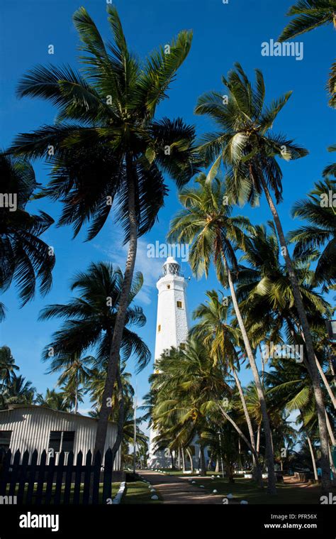 Sri Lanka Southern Province Dondra Dondra Head Lighthouse And Palm