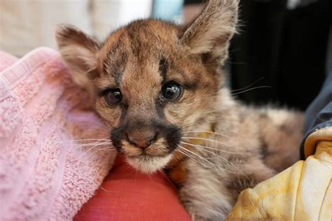 Oakland Zoo Cares For Orphaned Cougar Cubs Animal Fact Guide