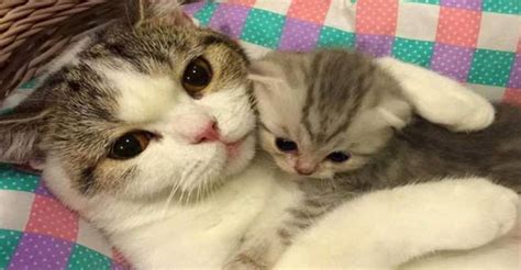Cats And Kittens On Instagram 6th June 2017 We Love Cats And Kittens