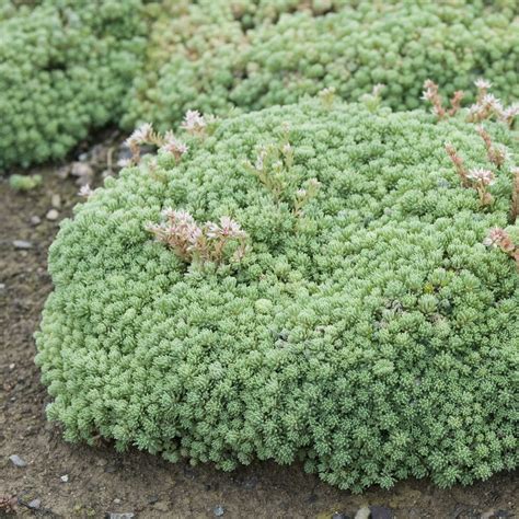 Your succulent might be etiolated. Sedum lydium glaucum- Google Search | Sedum, Succulents ...