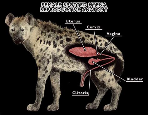 Do Female Hyenas Have Male Parts Only Zoology