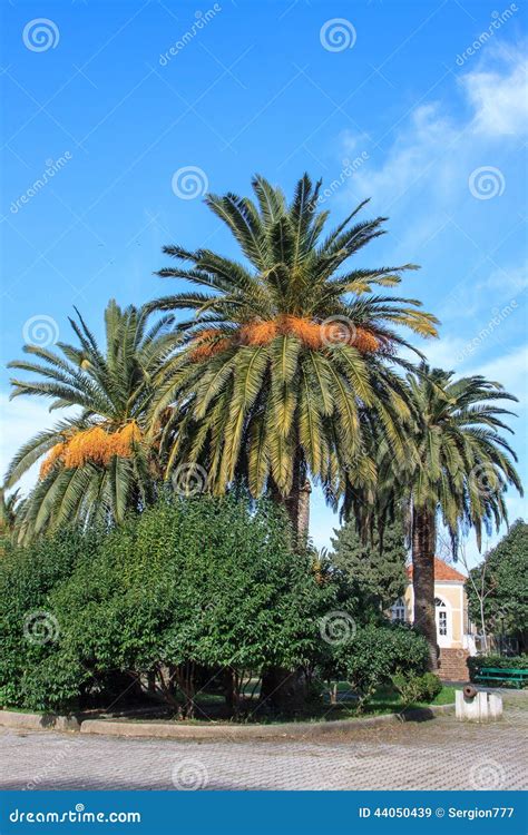 Majestic Palm Tree Stock Photos Download 2731 Royalty Free Photos