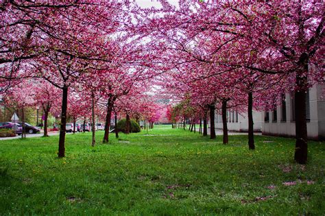 Pink Leafed Trees On Green Grass Field · Free Stock Photo