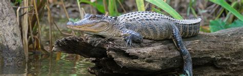 American Alligator Australia Zoo