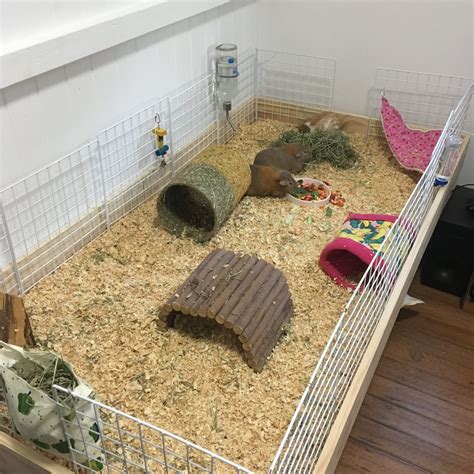Guinea Pigs Cage Sizes Gizmo And Co