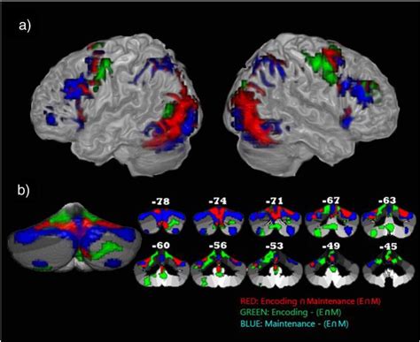 Temporal Dynamics Of Visual Working Memory The Clinical Brain Lab