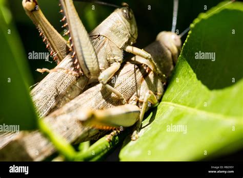 Hedge Grasshoppers Valanga Irregularis In A Mating Position The Smaller Insect Is The Male