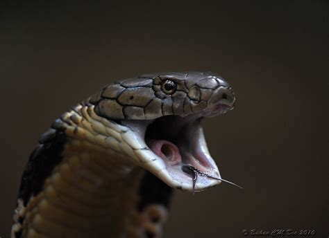 King Cobra Snake Pet Snake Snake