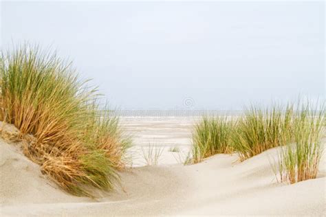 Dünen Gras Strand Und Meer Stockfoto Bild Von Holland Ufer 94325444
