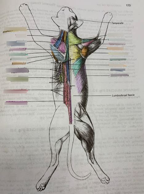 Aandp Cat Dorsal Muscles Dissection Book Diagram Diagram Quizlet