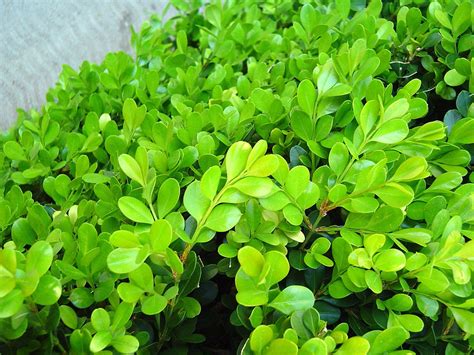 Japanese Boxwood Shrubs Fertilizer