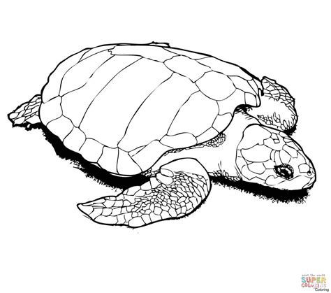 Baby Sea Turtle Coloring Pages at GetColorings.com | Free printable