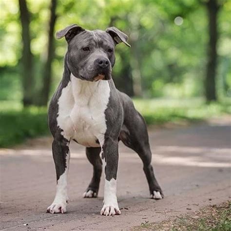 American Staffy Maggie Gonna Grow To Be Like This I Definitely Want