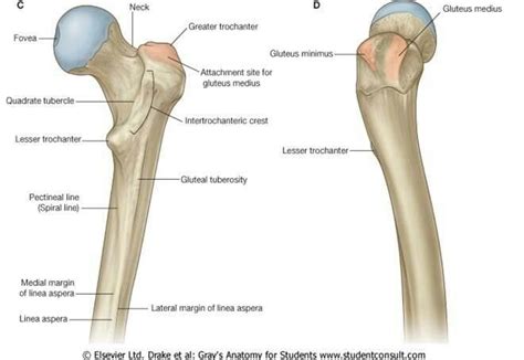 Proximal Femur Anatomy Hip Joint Anatomy Joints Anatomy Anatomy Bones