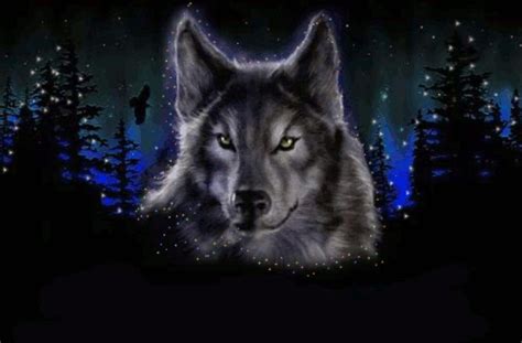 Great collection of wolf gif animations. Pin on Gif Wolves