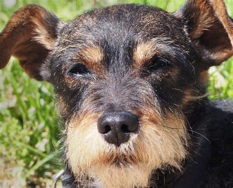 23 Cute Wire Fox Terrier Mixes That Ll Melt Your Heart PetPress